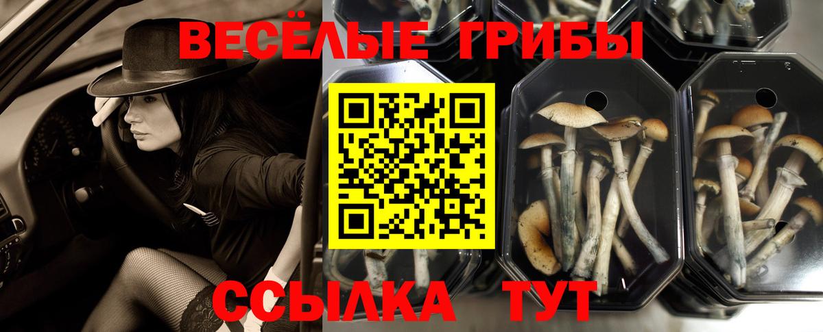 Псилоцибиновые грибы мицелий  купить   Мирный  Вход с VPN 